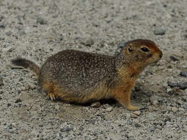 Photo of Spermophilus parryii by Virginia Skilton